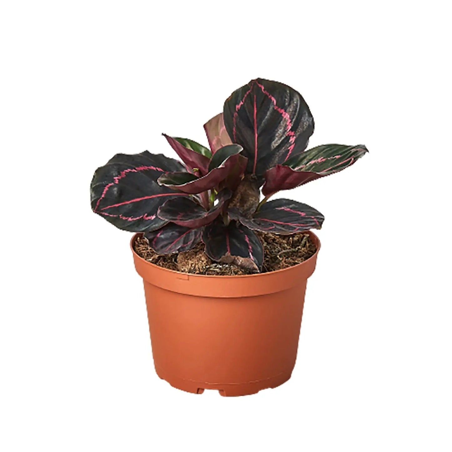 Calathea Dottie Indoor Plant With Pink Spots