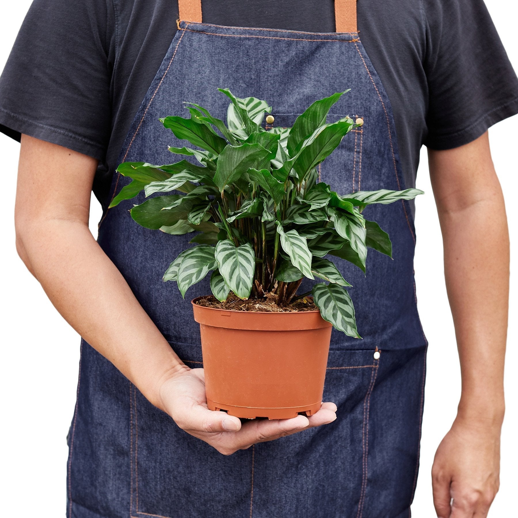 Calathea Concinna Freddie indoor plant with variegated green leaves in a terracotta pot on Tampa Home & Garden Store