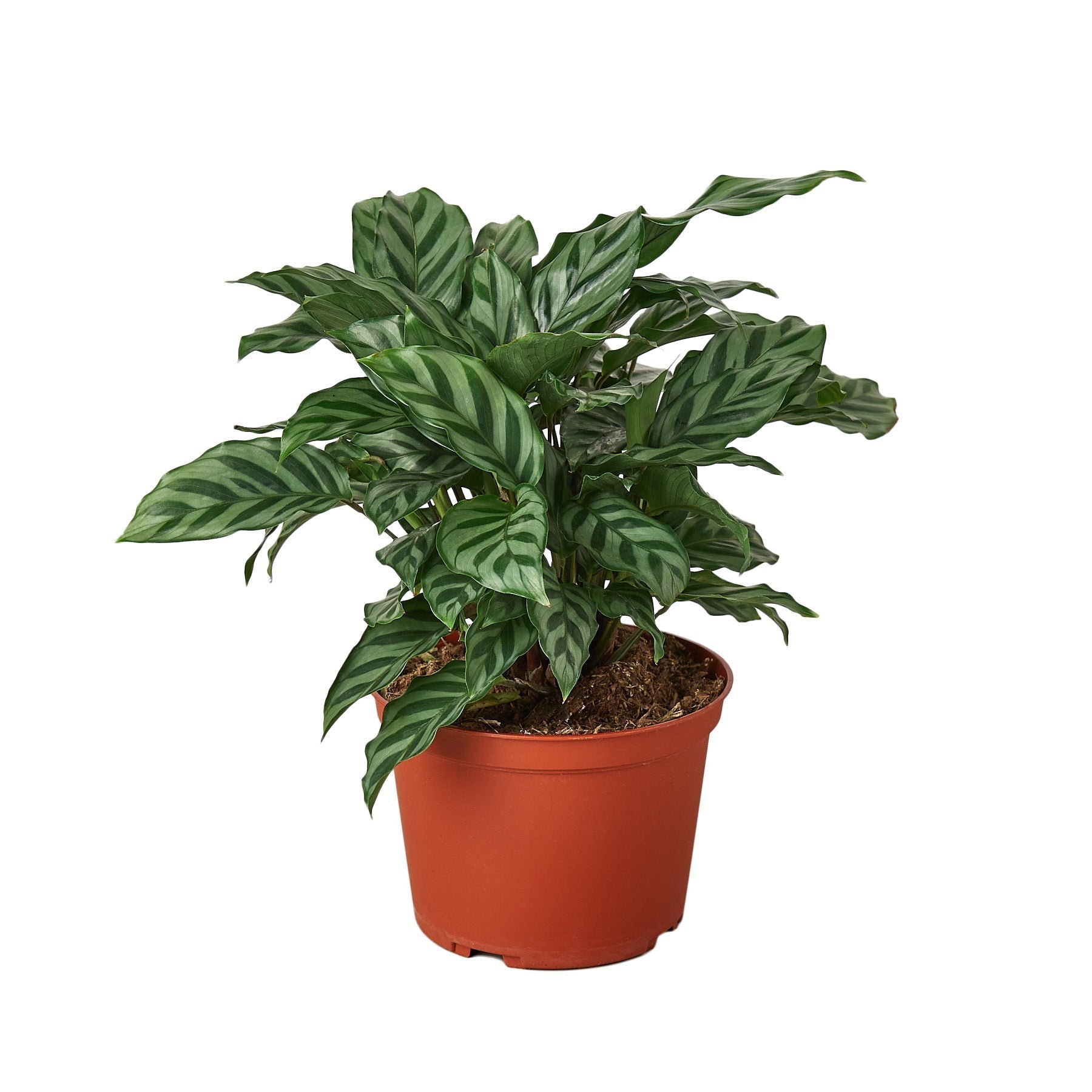 Calathea Concinna Freddie 6in nursery pot with green leaves Rooted Treasures Farms on Tampa Home & Garden Store