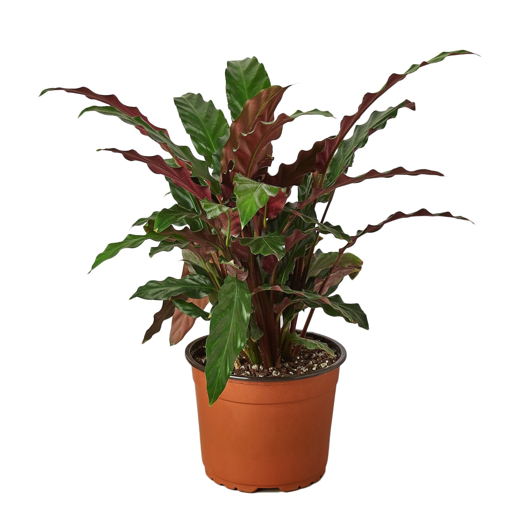 Calathea Rufibarba Furry Feather indoor plant with green and burgundy wavy leaves in pot on Tampa Home & Garden Store