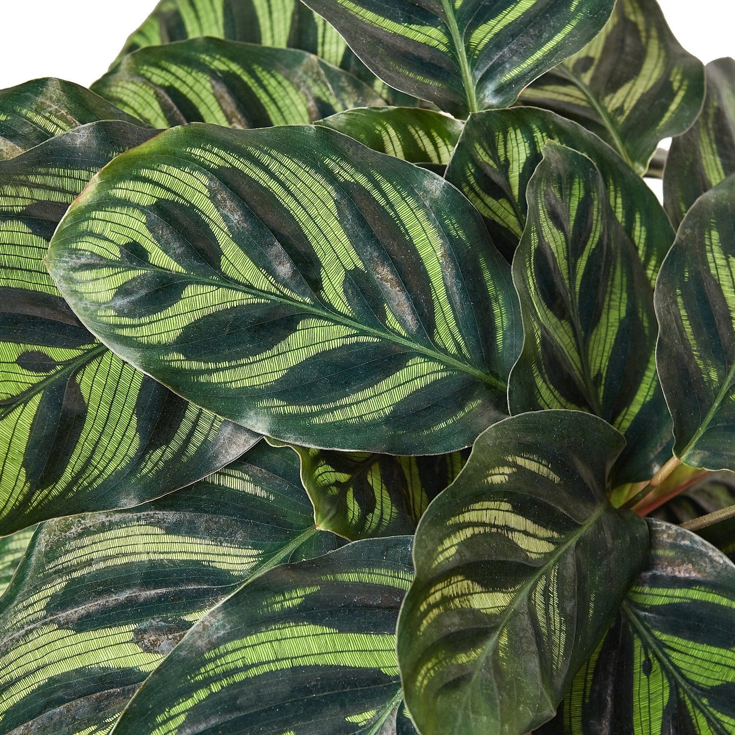 Calathea Makoyana 4in plant with dark green leaves and lime stripes by Rooted Treasures Farms on Tampa Home & Garden Store