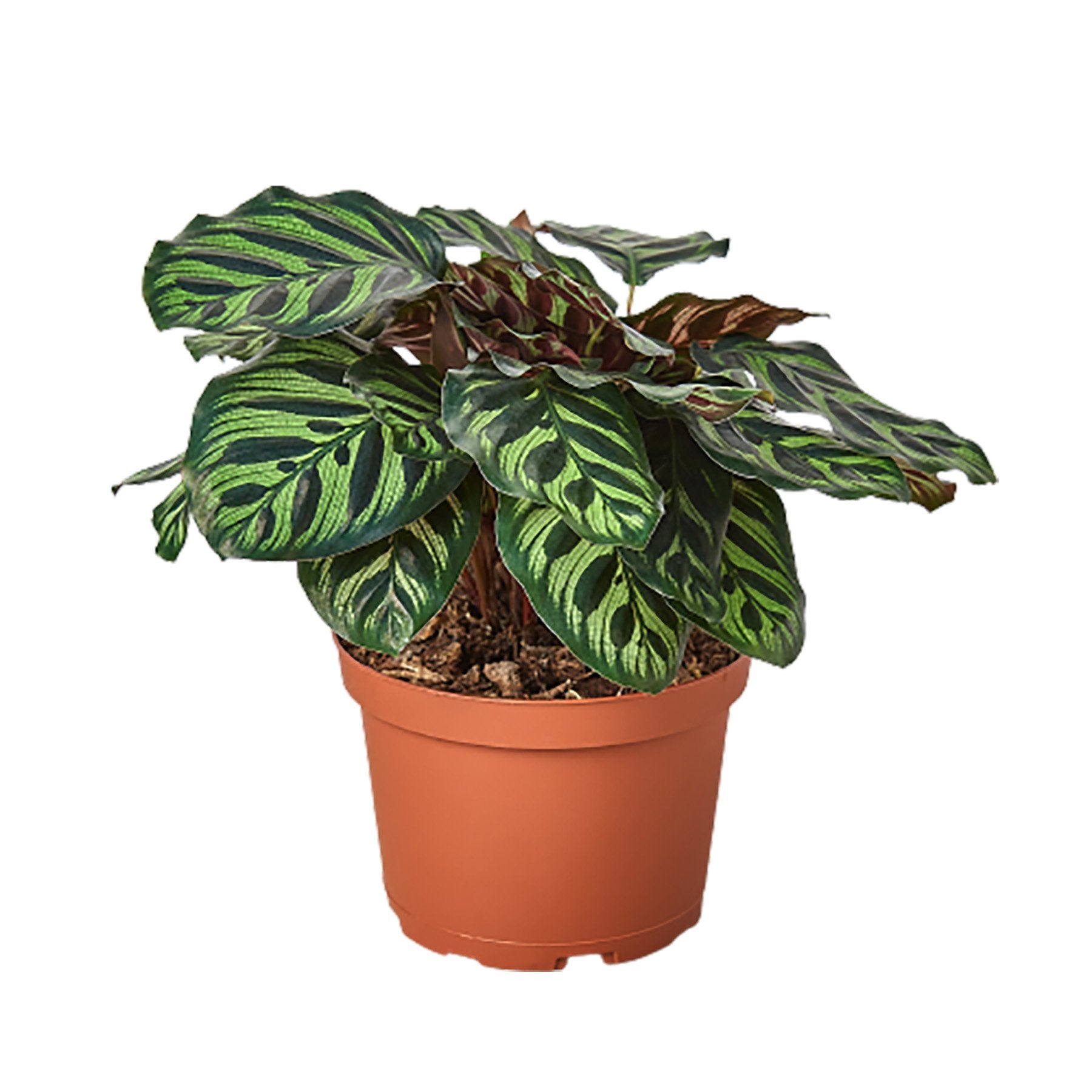 Calathea Makoyana 4in plant with variegated green striped leaves in a terracotta pot on Tampa Home & Garden Store