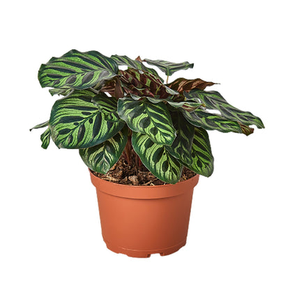 Calathea Makoyana 4in plant with variegated green striped leaves in a terracotta pot on Tampa Home & Garden Store
