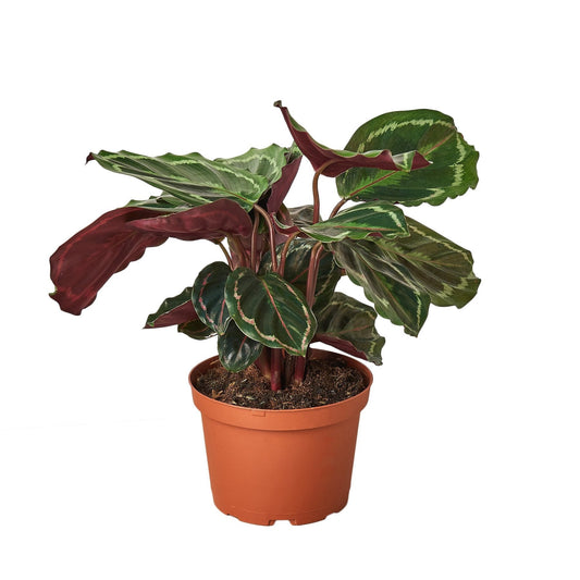 Calathea Roseopicta Medallion plant with green and burgundy leaves Rooted Treasures Farms on Tampa Home & Garden Store