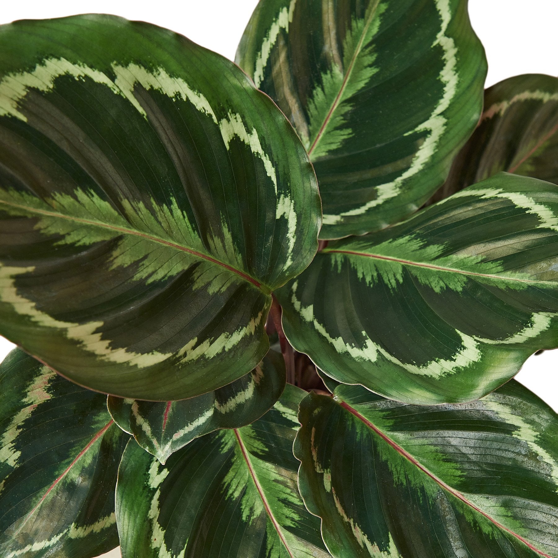 Calathea Roseopicta Medallion indoor plant leaves dark green with pale variegation on Tampa Home & Garden Store