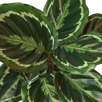 Calathea Roseopicta Medallion indoor plant leaves dark green with pale variegation on Tampa Home & Garden Store
