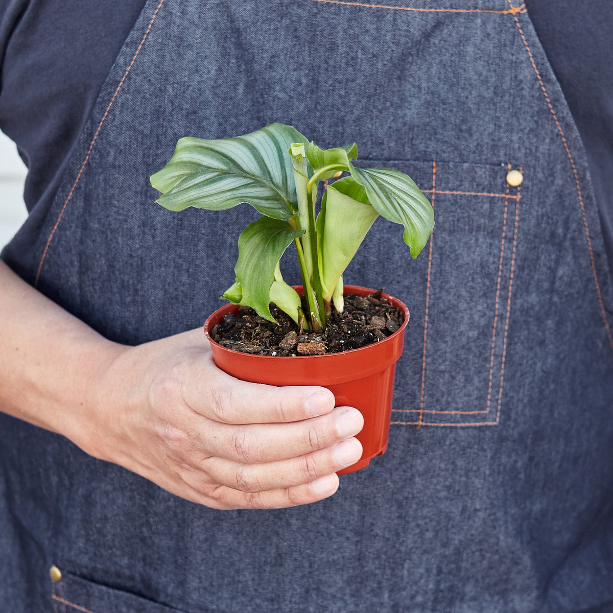 Calathea Orbifolia indoor plant in red pot with broad green leaves and subtle stripes on Tampa Home & Garden Store