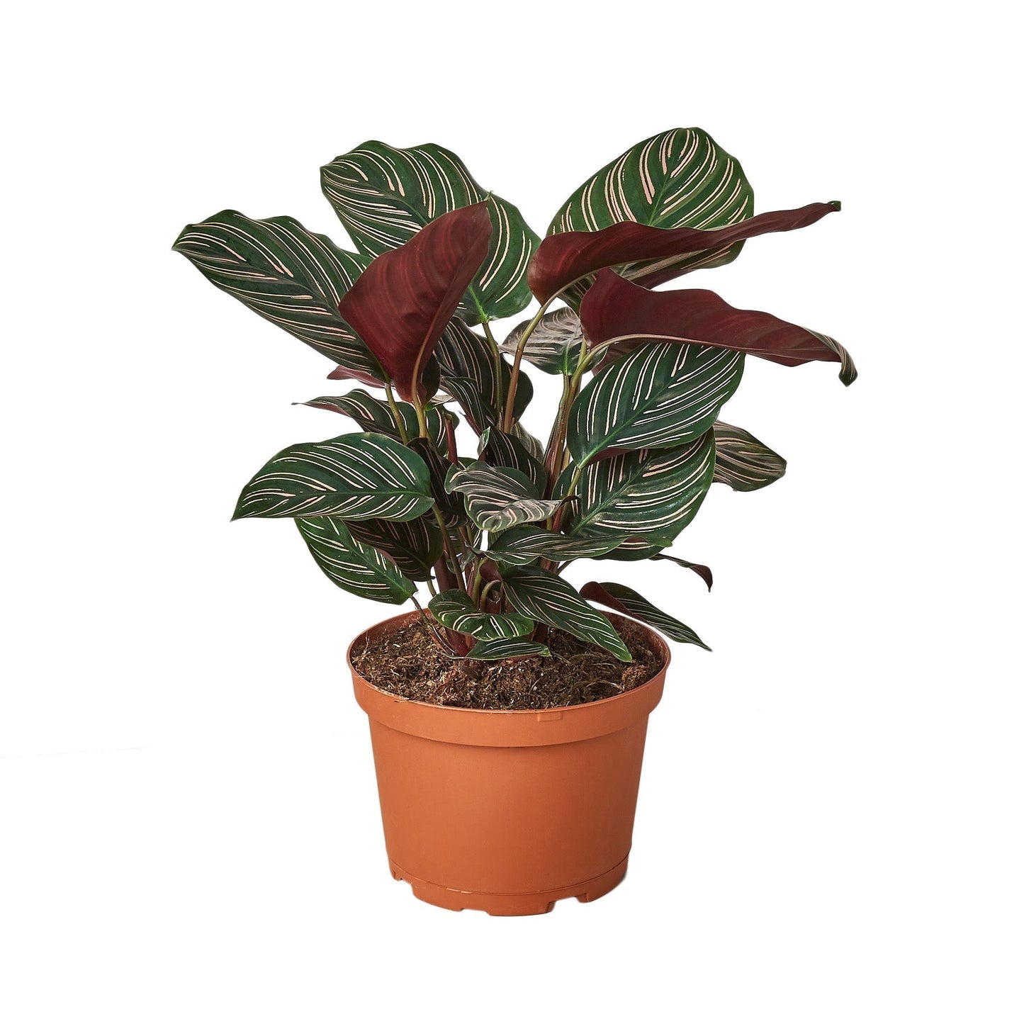 Calathea Ornata indoor plant in 6in nursery pot with green leaves and pink stripe markings on Tampa Home & Garden Store