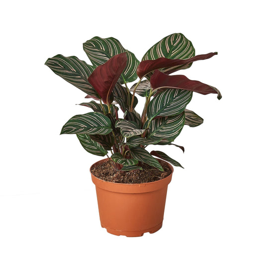 Calathea Ornata indoor plant in 6in nursery pot with green leaves and pink stripe markings on Tampa Home & Garden Store