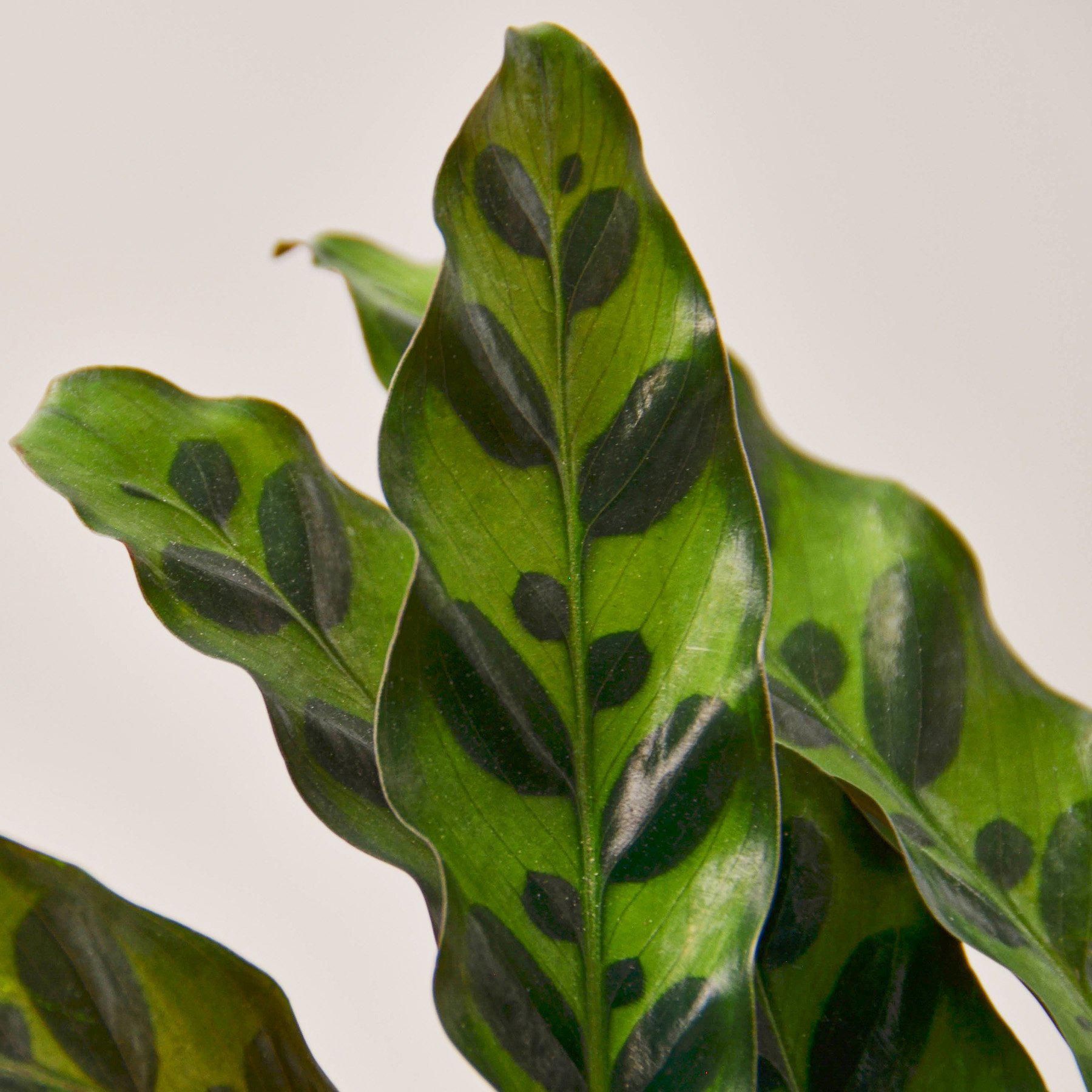 Calathea Lancifolia 'Rattlesnake' indoor plant with variegated green leaves on Tampa Home & Garden Store