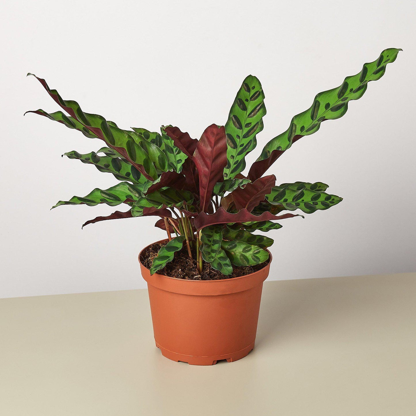 Calathea Lancifolia Rattlesnake plant in pot green maroon leaves Rooted Treasures Farms on Tampa Home & Garden Store