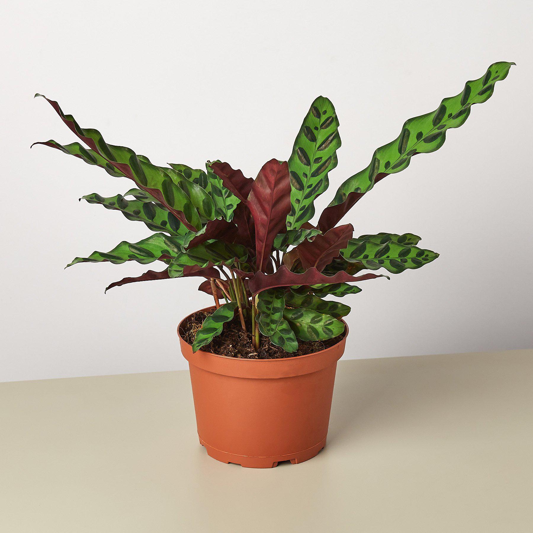 Calathea Lancifolia Rattlesnake plant in pot green maroon leaves Rooted Treasures Farms on Tampa Home & Garden Store