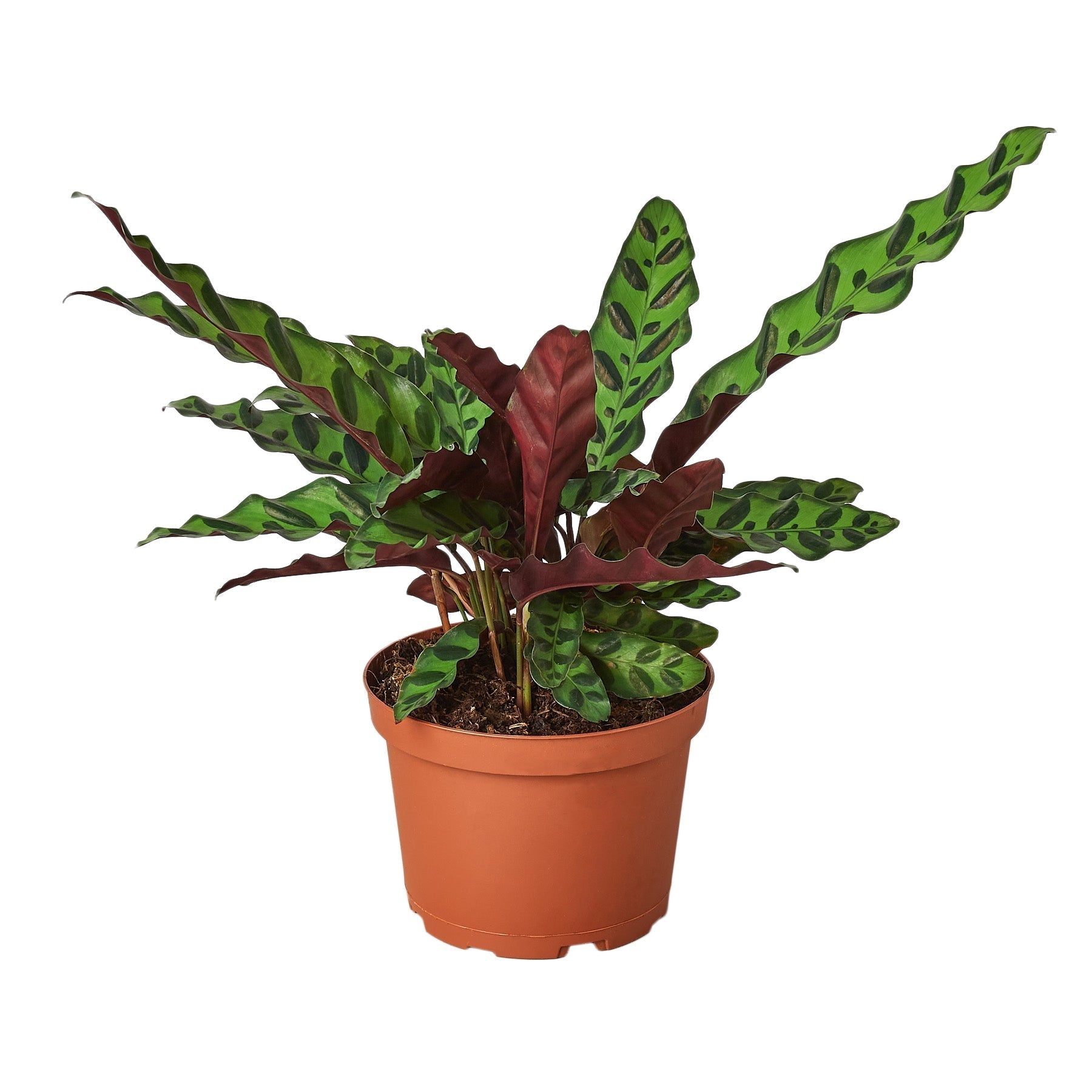 Calathea Lancifolia Rattlesnake 6-inch pot purple underside leaves Rooted Treasures Farms on Tampa Home & Garden Store