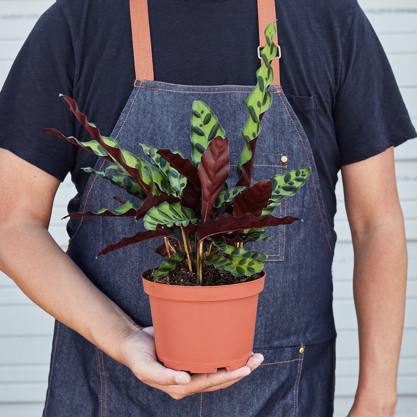 Calathea Lancifolia Rattlesnake indoor plant with green burgundy leaves in terracotta pot on Tampa Home & Garden Store