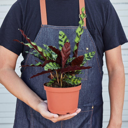 Calathea Lancifolia Rattlesnake indoor plant with green burgundy leaves in terracotta pot on Tampa Home & Garden Store