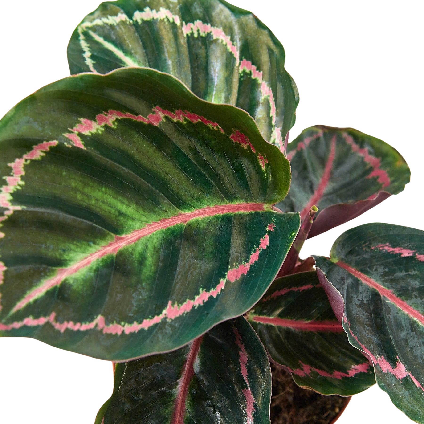 Calathea Dottie potted plant with green leaves and pink midrib, Rooted Treasures Farms on Tampa Home & Garden Store