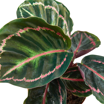 Calathea Dottie potted plant with green leaves and pink midrib, Rooted Treasures Farms on Tampa Home & Garden Store