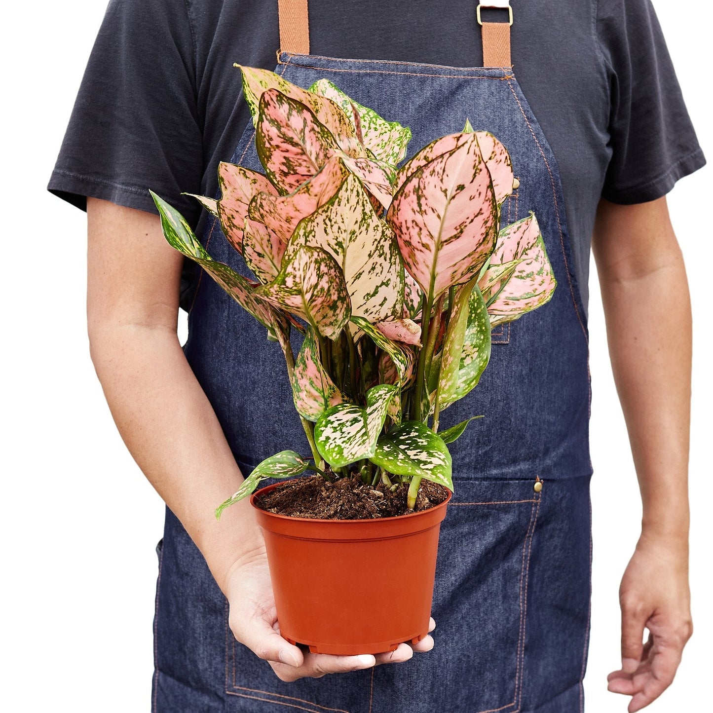 Chinese Evergreen Lady Valentine plant with pink-green variegated leaves in orange pot on Tampa Home & Garden Store