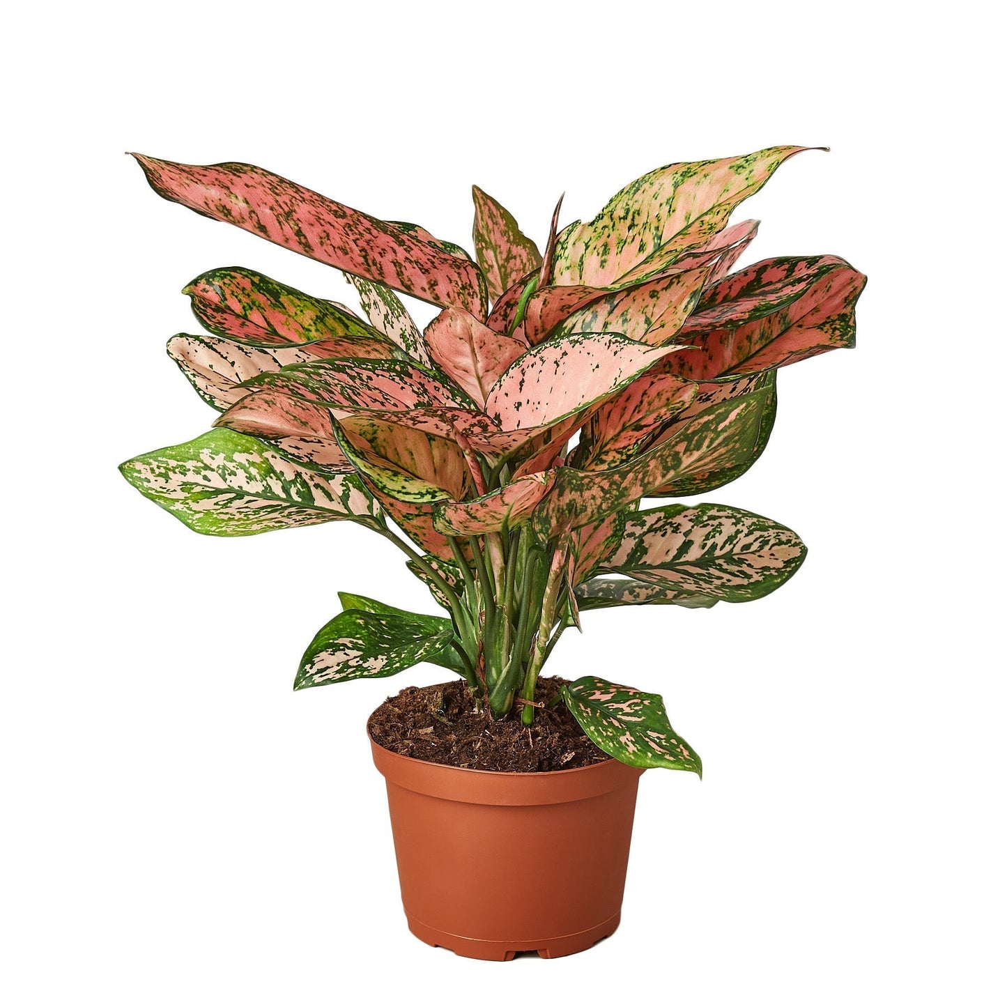 Chinese Evergreen Lady Valentine 6in pot with pink-green variegated leaves Rooted Treasures on Tampa Home & Garden Store