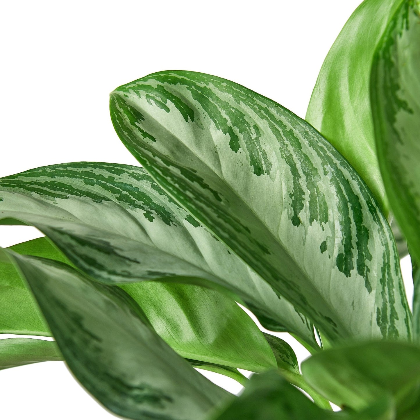 Chinese Evergreen 'Silver Bay' indoor plant with variegated leaves Rooted Treasures Farms on Tampa Home & Garden Store