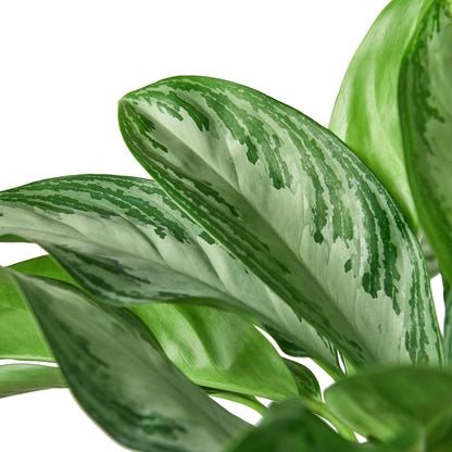 Chinese Evergreen 'Silver Bay' indoor plant with variegated leaves Rooted Treasures Farms on Tampa Home & Garden Store