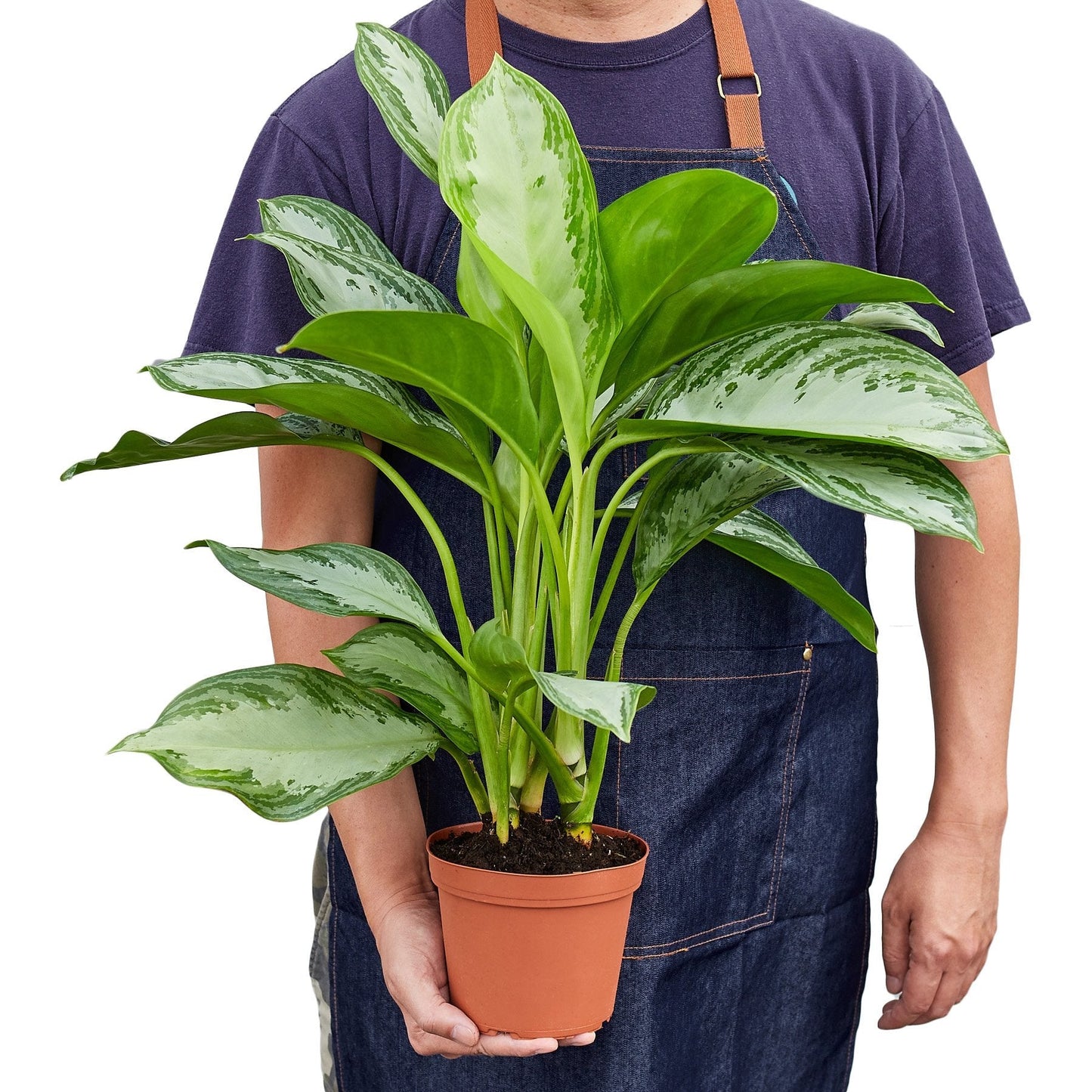 Chinese Evergreen Silver Bay indoor plant by Rooted Treasures Farms; variegated leaves on Tampa Home & Garden Store