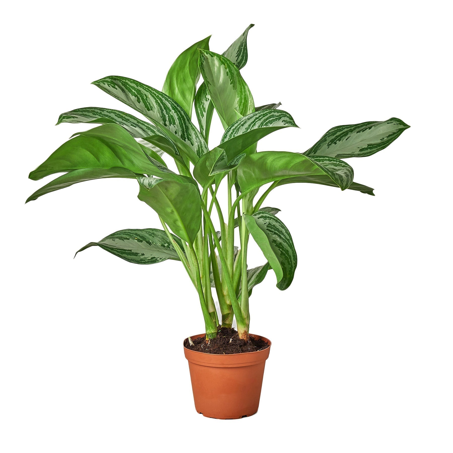Chinese Evergreen Silver Bay indoor plant in a 6-inch nursery pot with variegated green and silver leaves on sturdy stems Rooted Treasures Farms on Tampa Home & Garden Store