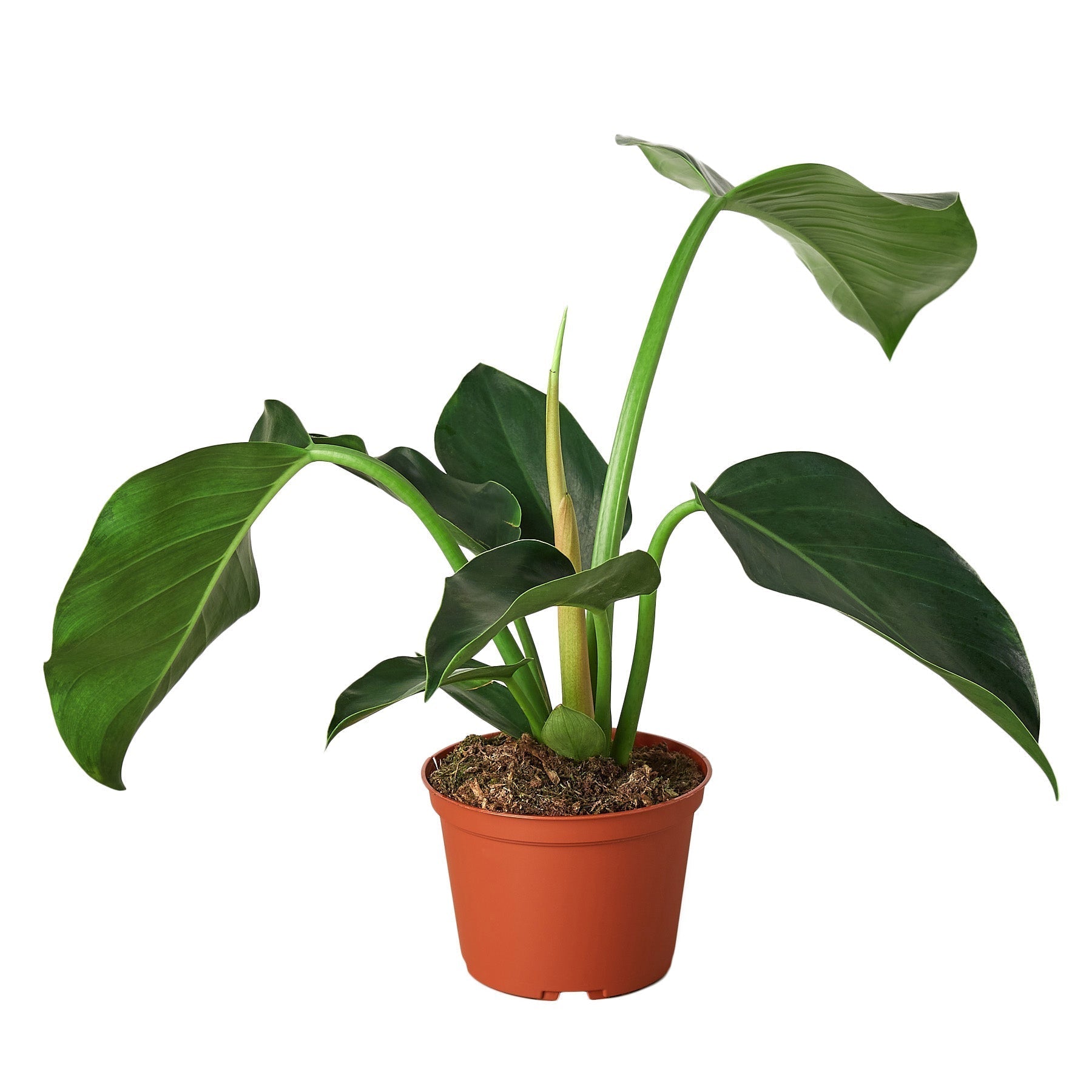 Philodendron Congo Green plant in 6in nursery pot with green leaves Rooted Treasures Farms on Tampa Home & Garden Store