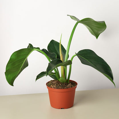 Philodendron Congo Green indoor plant with glossy leaves in terracotta pot House Plant Shop on Tampa Home & Garden Store