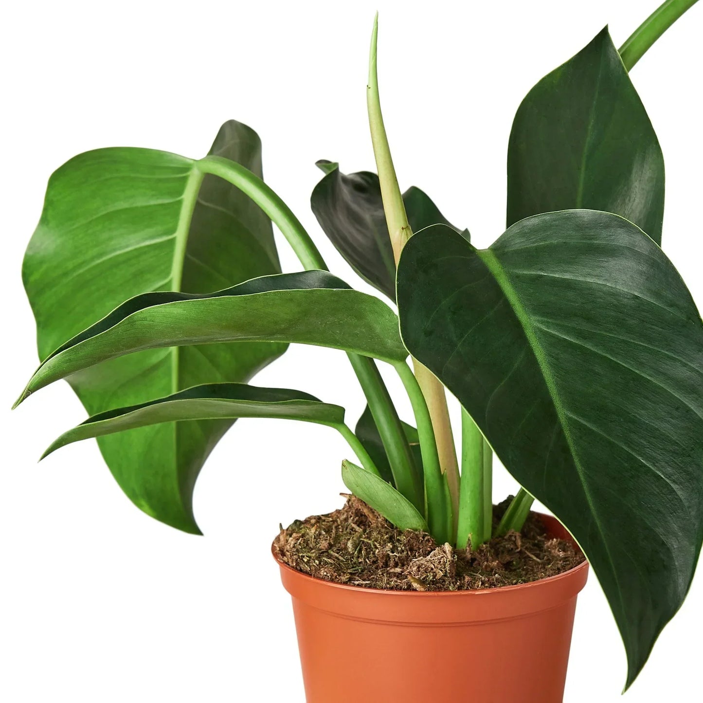 Philodendron Congo Green 6in plant with glossy dark-green leaves Rooted Treasures Farms on Tampa Home & Garden Store