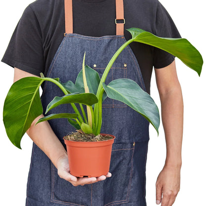 Philodendron Congo Green 6in plant from Rooted Treasures Farms in a terracotta pot with glossy leaves on Tampa Home & Garden Store