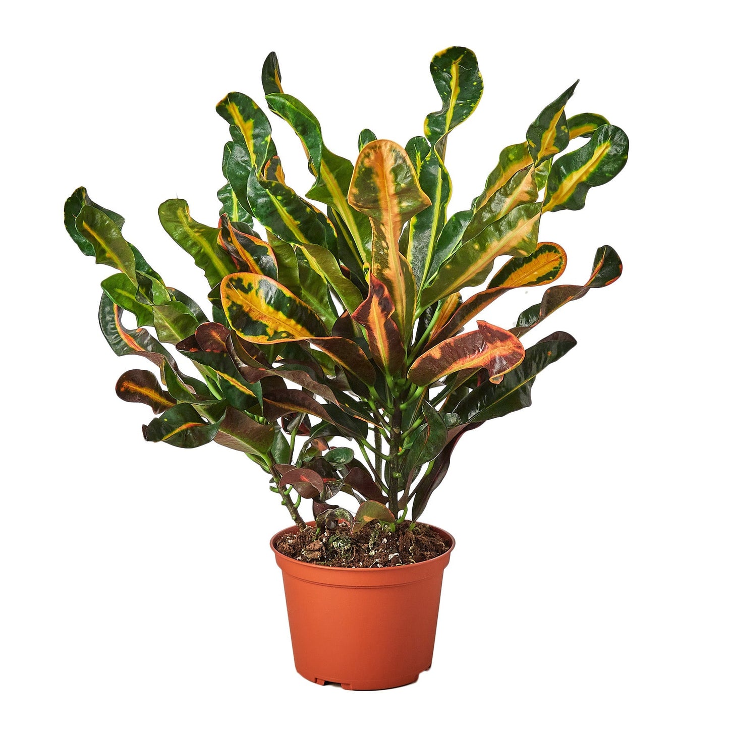 Croton Mammy plant in a 6in nursery pot with colorful variegated leaves on Tampa Home & Garden Store