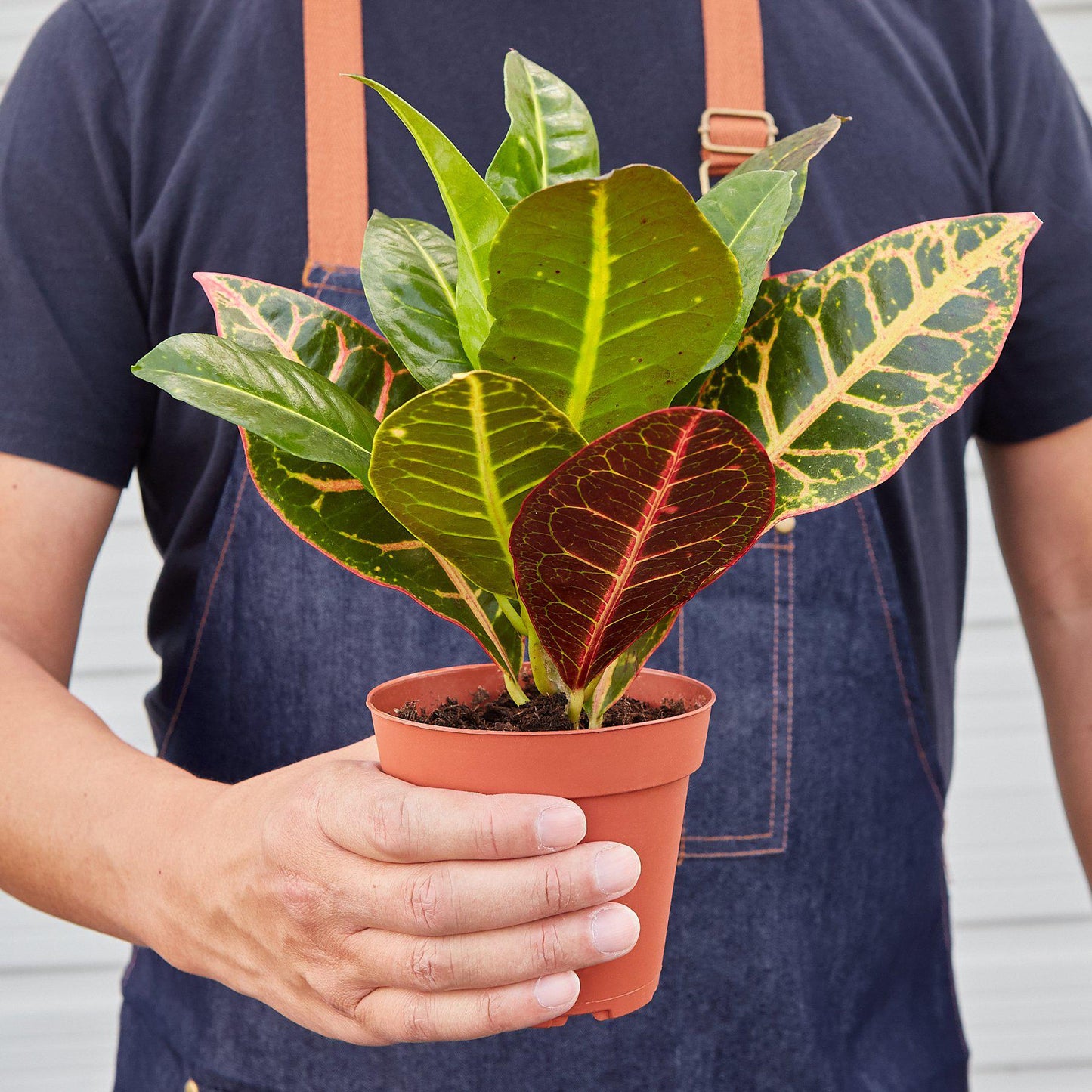 Croton Petra Joseph's Coat indoor plant with multicolored variegated leaves in terracotta pot on Tampa Home & Garden Store