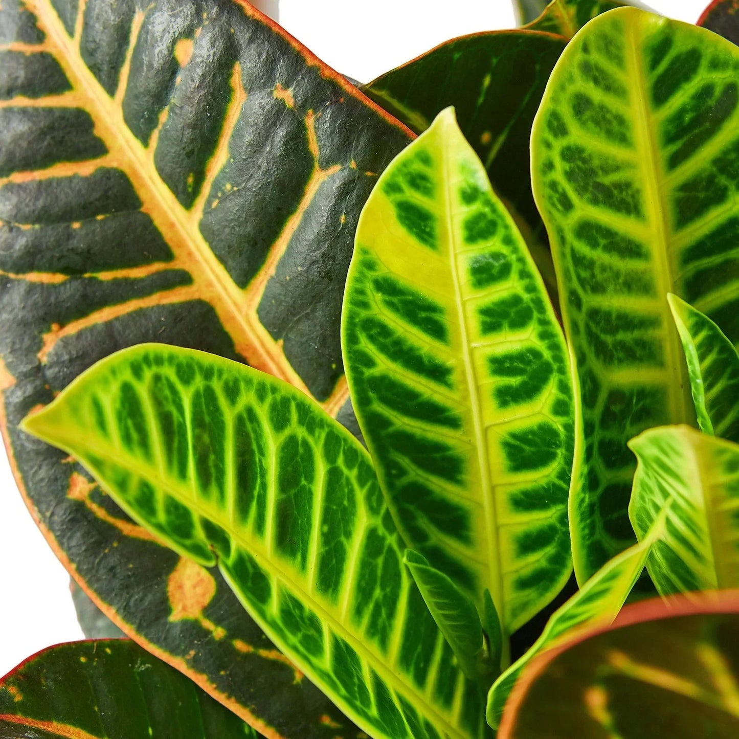 Croton Petra Joseph's Coat indoor plant with green and orange leaves Rooted Treasures Farms on Tampa Home & Garden Store