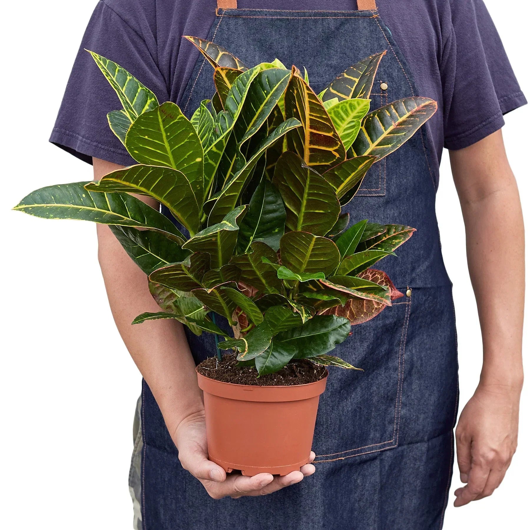 Croton Petra Joseph's Coat indoor plant with green leaves in terracotta pot on Tampa Home & Garden Store