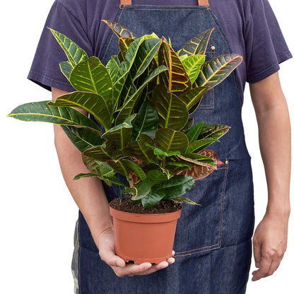 Croton Petra Joseph's Coat indoor plant with green leaves in terracotta pot on Tampa Home & Garden Store