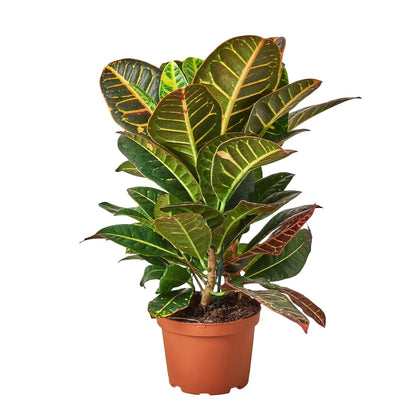 Croton Petra Joseph's Coat plant with green leaves and red-yellow veins in a terracotta pot on Tampa Home & Garden Store