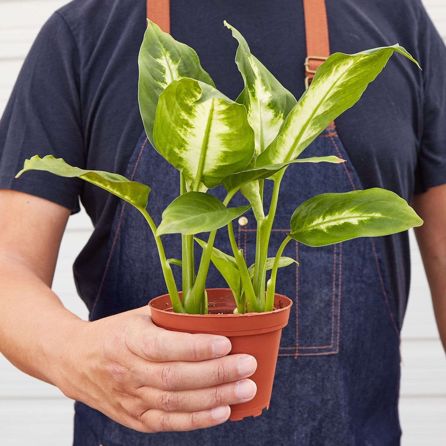 Dieffenbachia Camille indoor plant with variegated green and cream leaves in a pot on Tampa Home & Garden Store