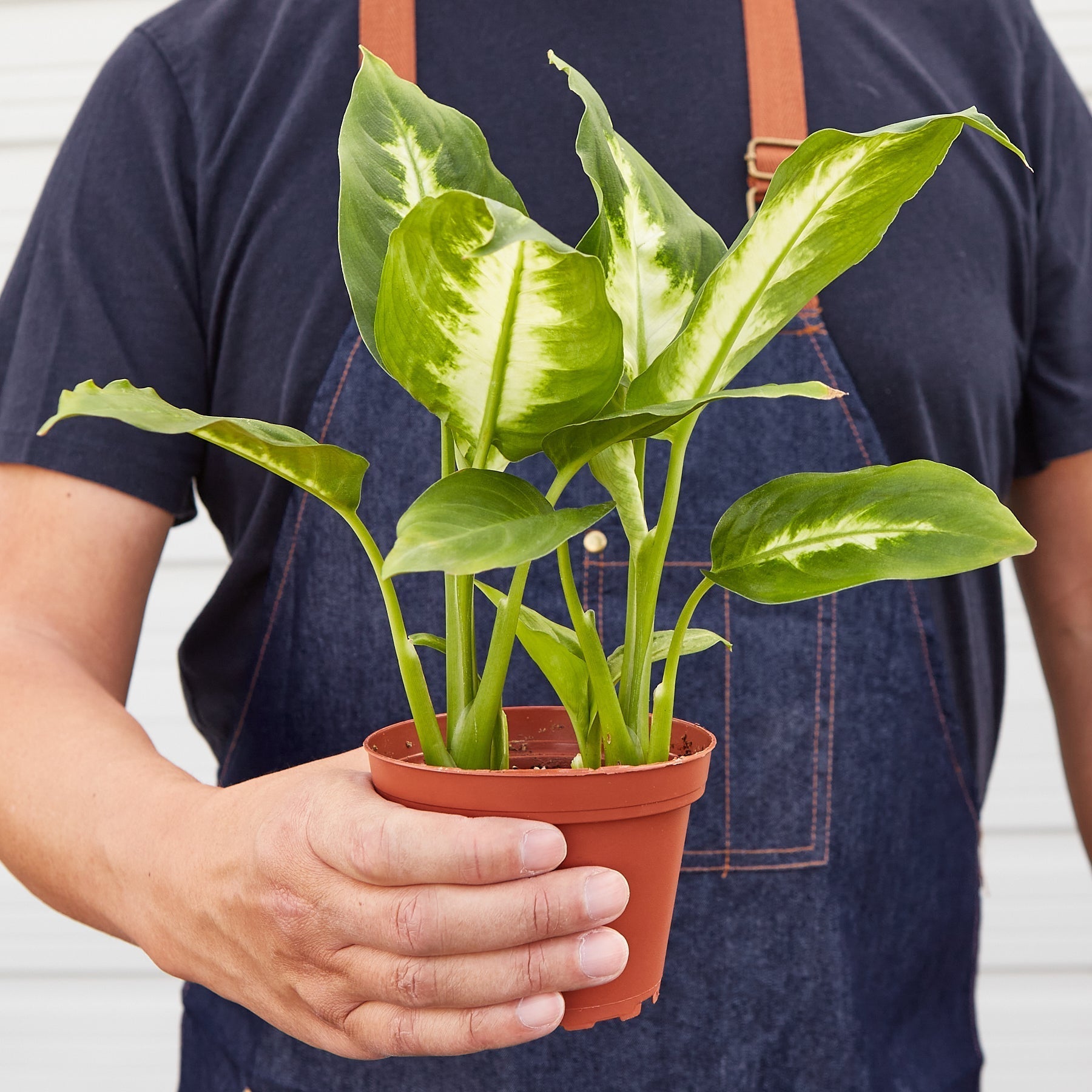 Dieffenbachia Camille indoor plant with variegated green and cream leaves in a pot on Tampa Home & Garden Store