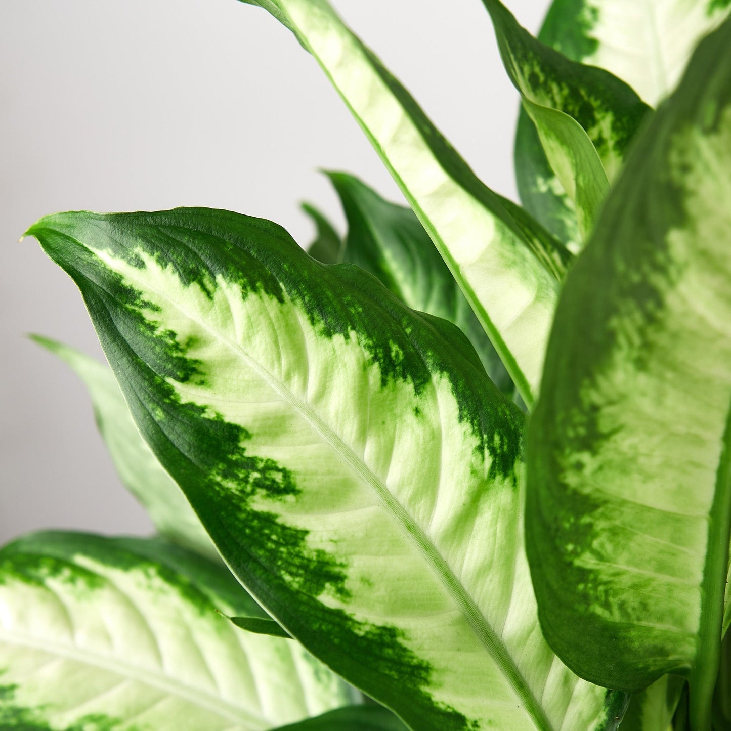 Dieffenbachia Camille indoor plant variegated green and cream leaves by Rooted Treasures Farms on Tampa Home & Garden Store