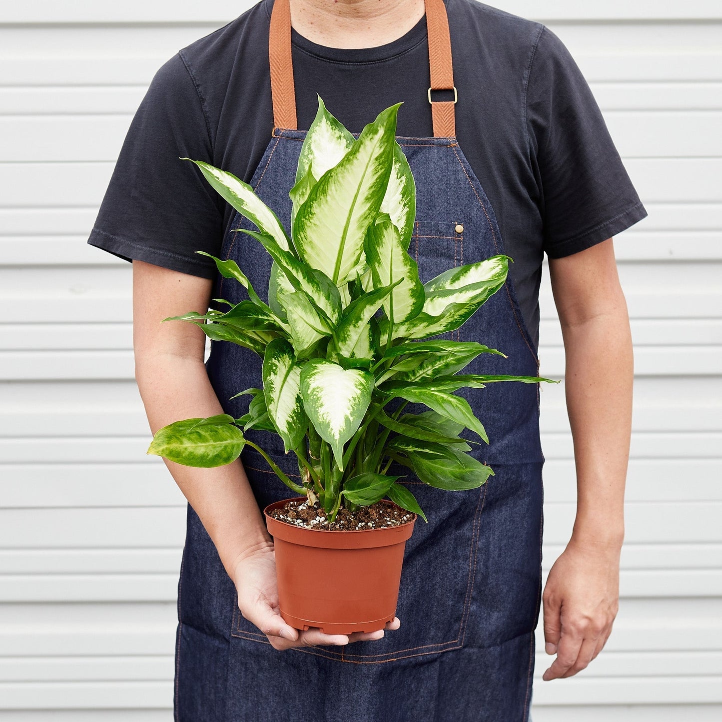 Dieffenbachia Camille indoor plant in a pot with variegated green and cream leaves on Tampa Home & Garden Store