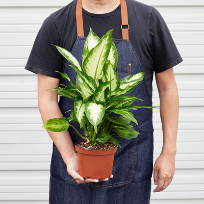 Dieffenbachia Camille indoor plant in a pot with variegated green and cream leaves on Tampa Home & Garden Store