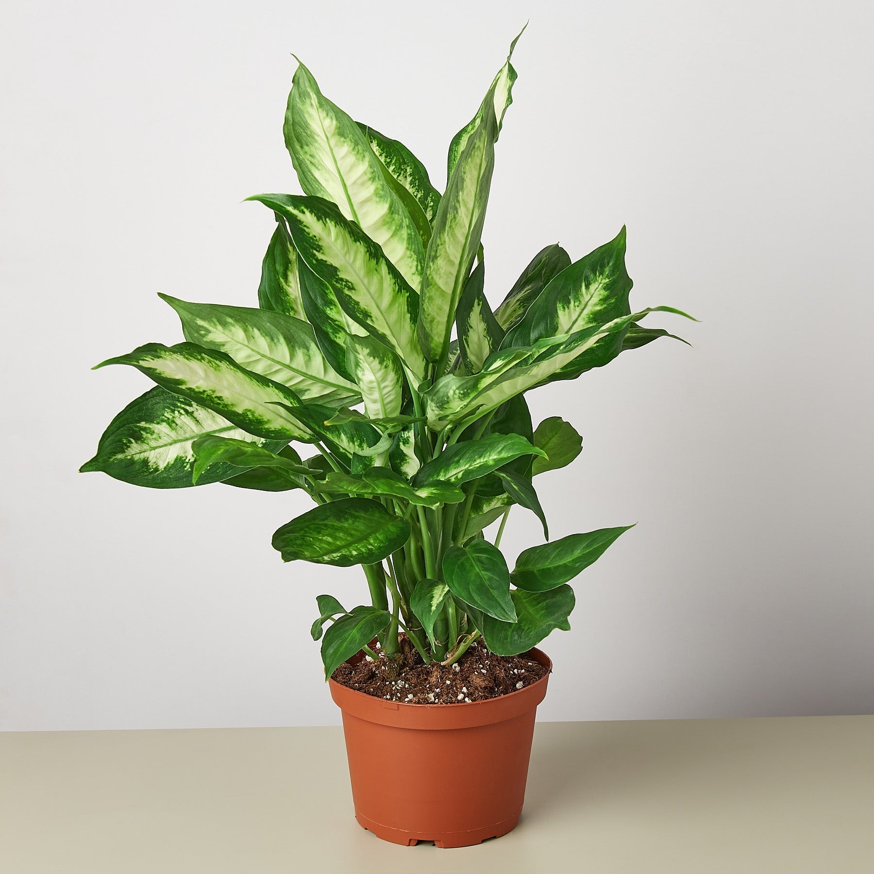 Dieffenbachia Camille plant with green cream leaves in pot Rooted Treasures Farms on Tampa Home & Garden Store