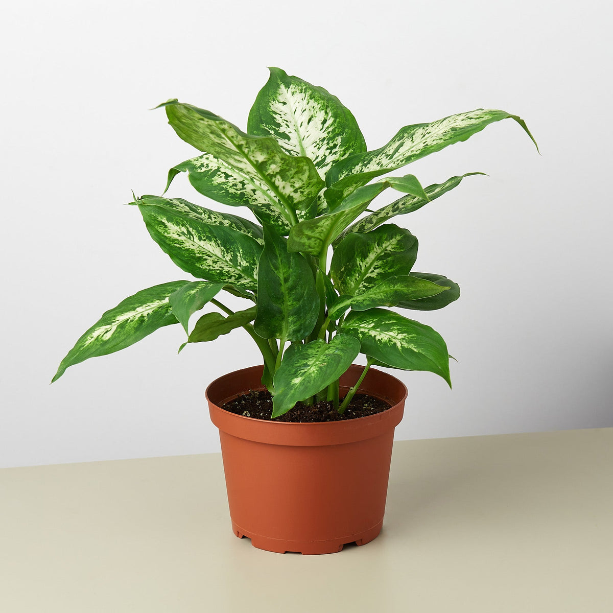 Dieffenbachia Tropic Snow plant with green/cream variegated leaves in a terracotta pot on Tampa Home & Garden Store