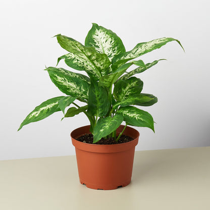 Dieffenbachia Tropic Snow plant with green/cream variegated leaves in a terracotta pot on Tampa Home & Garden Store