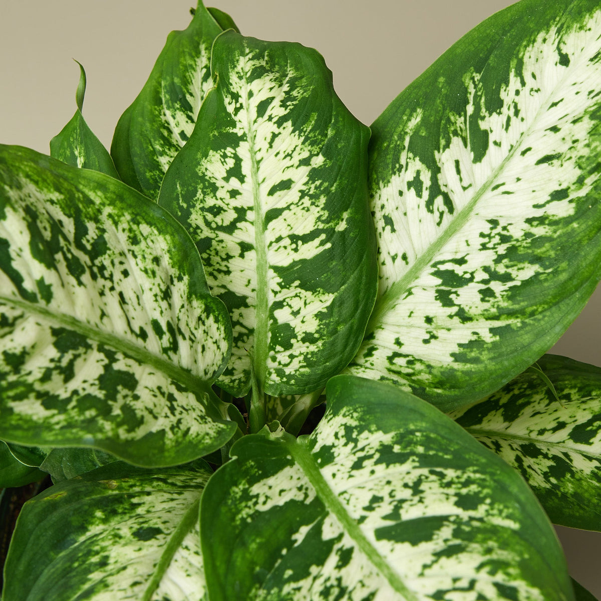 Dieffenbachia Tropic Snow indoor plant with green and white variegated leaves House Plant Shop on Tampa Home & Garden Store