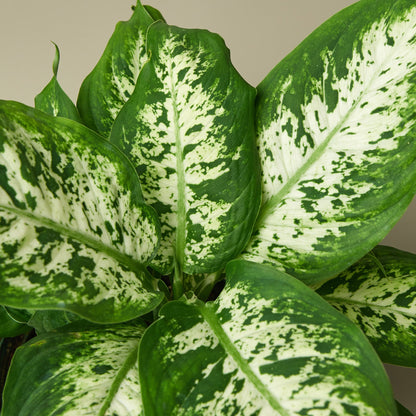 Dieffenbachia Tropic Snow indoor plant with green and white variegated leaves House Plant Shop on Tampa Home & Garden Store