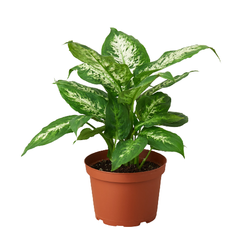 Dieffenbachia Tropic Snow plant with variegated green cream leaves in a terracotta pot on Tampa Home & Garden Store