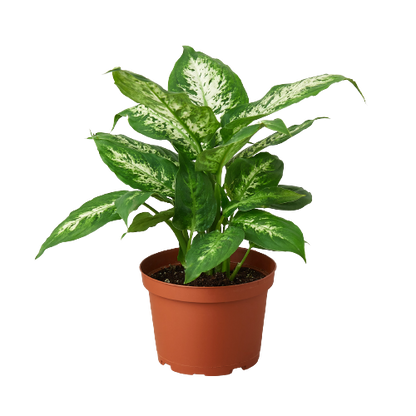 Dieffenbachia Tropic Snow plant with variegated green cream leaves in a terracotta pot on Tampa Home & Garden Store