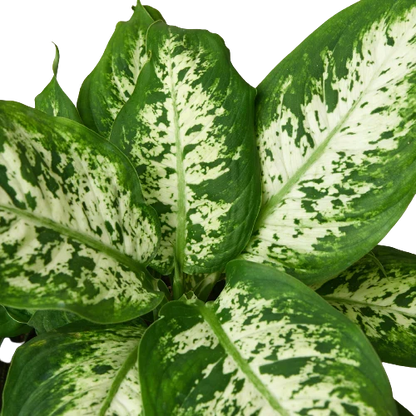 Dieffenbachia Tropic Snow variegated green and cream leaves plant by Rooted Treasures Farms on Tampa Home & Garden Store